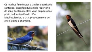 Os machos fanse notar e sinalan o territorio
cantando, dispoñen dun amplo repertorio
de sons. Cantan mentres voan ou pousados
preto da localización do niño.
Machos, femias, e crias producen sons de
aviso, alerta e chamada.
 