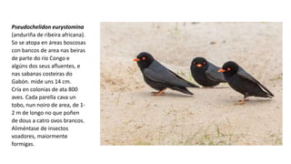 Pseudochelidon eurystomina
(anduriña de ribeira africana).
So se atopa en áreas boscosas
con bancos de area nas beiras
de parte do río Congo e
algúns dos seus afluentes, e
nas sabanas costeiras do
Gabón. mide uns 14 cm.
Cría en colonias de ata 800
aves. Cada parella cava un
tobo, nun noiro de area, de 1-
2 m de longo no que poñen
de dous a catro ovos brancos.
Aliméntase de insectos
voadores, maiormente
formigas.
 