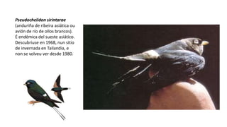 Pseudochelidon sirintarae
(anduriña de ribeira asiática ou
avión de río de ollos brancos).
É endémica del sueste asiático.
Descubriuse en 1968, nun sitio
de invernada en Tailandia, e
non se volveu ver desde 1980.
 