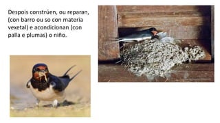 Despois constrúen, ou reparan,
(con barro ou so con materia
vexetal) e acondicionan (con
palla e plumas) o niño.
 