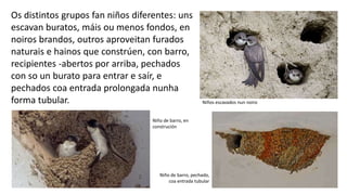 Os distintos grupos fan niños diferentes: uns
escavan buratos, máis ou menos fondos, en
noiros brandos, outros aproveitan furados
naturais e hainos que constrúen, con barro,
recipientes -abertos por arriba, pechados
con so un burato para entrar e saír, e
pechados coa entrada prolongada nunha
forma tubular. Niños escavados nun noiro
Niño de barro, en
construción
Niño de barro, pechado,
coa entrada tubular
 