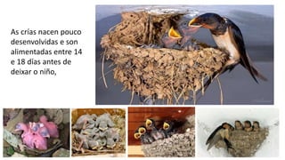 As crías nacen pouco
desenvolvidas e son
alimentadas entre 14
e 18 días antes de
deixar o niño,
 