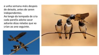 e unha semana máis despois
de deixalo, antes de seren
independentes.
Ao longo da tempada de cria
cada parella adoita sacar
adiante dúas roladas que xa
crían ao ano seguinte.
 