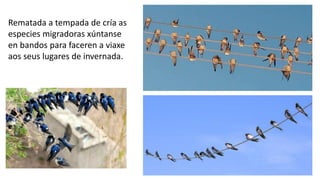 Rematada a tempada de cría as
especies migradoras xúntanse
en bandos para faceren a viaxe
aos seus lugares de invernada.
 