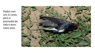 Poden vivir
uns 11 anos,
pero o
promedio de
vida é duns
catro anos.
 