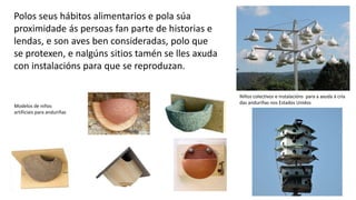 Modelos de niños
artificiais para anduriñas
Niños colectivos e instalacións para a axuda á cría
das anduriñas nos Estados Unidos
Polos seus hábitos alimentarios e pola súa
proximidade ás persoas fan parte de historias e
lendas, e son aves ben consideradas, polo que
se protexen, e nalgúns sitios tamén se lles axuda
con instalacións para que se reproduzan.
 