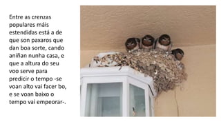 Entre as crenzas
populares máis
estendidas está a de
que son paxaros que
dan boa sorte, cando
aniñan nunha casa, e
que a altura do seu
voo serve para
predicir o tempo -se
voan alto vai facer bo,
e se voan baixo o
tempo vai empeorar-.
 