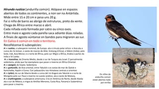 Hirundo rustica (anduriña común). Atópase en espazos
abertos de todos os continentes, a non ser na Antártida.
Mide entre 15 e 20 cm e pesa uns 20 g.
Fai o niño de barro ao abrigo de estruturas, preto da xente.
Chega de África entre marzo e abril.
Cada niñada está formada por catro ou cinco ovos.
Entre maio e agosto cada parella saca adiante dúas roladas.
A finais de agosto xúntanse en bandos para migraren ao sur.
En Galiza é común en todo o territorio.
Recoñécense 6 subespécies:
H. r. rustica, a subespecie nominal, de Europa -ata o círculo polar ártico- e Asia ata a
cunca do río Ienisei, o oeste do macizo de Altái, Sinkiang (China), e Sikkim (India), polo
leste; Irak, Asia Menor, e o norte de África, polo sur. Migra a África, Arabia e partes da
India e Sri Lanka.
H. r. transitiva, de Oriente Medio, desde o sur de Turquía ata Israel. É parcialmente
sedentaria, aínda que hai exemplares que pasan o inverno en África Oriental.
H. r. savignii, de Exipto. Sedentaria
H. r. gutturalis, de Asia oriental, entre Yakutsk e as costas do mar de Ojotsk e
Kamchatka, Xapón e Corea. Con poboacións nos Himalaias centrais e orientais
H. r. tytleri, do sur de Siberia desde a cunca del río Angará ata Yakutsk e o norte de
Mongolia polo sur. Pasa o inverno no sueste asiático, ata o oeste de Malasia,
H. r. erythrogaster, a subespecie americana, Cría en América do Norte, desde Alaska
ata o sur de México, e migra ás Antillas Menores, Costa Rica, Panamá e Sudamérica
para pasar o inverno.
Os niños da
anduriña común
están abertos todo
por enriba
 