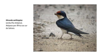 Hirundo aethiopica
(anduriña etiópica).
Atópase por África ao sur
do Sahara.
 