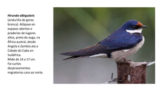 Hirundo albigularis
(anduriña de gorxa
branca). Atópase en
espazos abertos e
praderías de lugares
altos, preto da auga, na
África austral, desde
Angola e Zambia ata a
Cidade do Cabo en
Sudáfrica.
Mide de 14 a 17 cm.
Fai curtos
desprazamentos
migratorios cara ao norte.
 