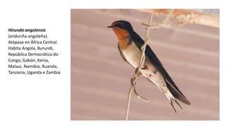 Hirundo angolensis
(anduriña angoleña).
Atópase en África Central.
Habita Angola, Burundi,
República Democrática do
Congo, Gabón, Kenia,
Malaui, Namibia, Ruanda,
Tanzania, Uganda e Zambia.
 