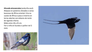 Hirundo atrocaerulea (anduriña azul).
Atópase en pasteiros elevados e zonas
boscosas de África oriental. Cría no
sueste de África e pasa o inverno en
terras abertas con árbores do norte
de Uganda e Kenia.
Mide entre 18 a 25 cm.
Fan o niño en buratos e poñen nel 3
ovos.
 