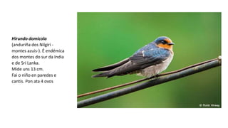 Hirundo domicola
(anduriña dos Nilgiri -
montes azuis-). É endémica
dos montes do sur da India
e de Sri Lanka.
Mide uns 13 cm.
Fai o niño en paredes e
cantís. Pon ata 4 ovos
 