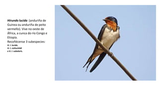 Hirundo lucida (anduriña de
Guinea ou anduriña de peito
vermello). Vive no oeste de
África, a cunca do río Congo e
Etiopía.
Recoñécense 3 subespecies:
H. l. lucida,
H. l. rothschildi
e H. l. subalaris.
 