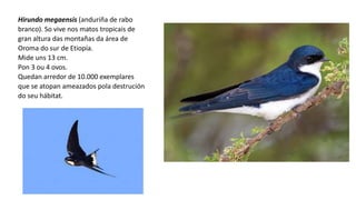 Hirundo megaensis (anduriña de rabo
branco). So vive nos matos tropicais de
gran altura das montañas da área de
Oroma do sur de Etiopía.
Mide uns 13 cm.
Pon 3 ou 4 ovos.
Quedan arredor de 10.000 exemplares
que se atopan ameazados pola destrución
do seu hábitat.
 
