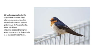 Hirundo neoxena (anduriña
australiana). Vive en áreas
abertas, claros e ambientes
urbanos de Australia e as illas
próximas, e de Nova Zelandia.
Mide uns 15 cm.
Algunhas poboacións migran
entre o sur e o norte de Australia
e as outras son sedentarias.
 