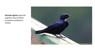 Hirundo nigrita (anduriña
negriña). Vive en África
ecuatorial occidental e
central.
 