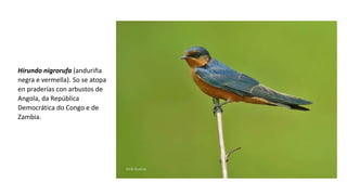 Hirundo nigrorufa (anduriña
negra e vermella). So se atopa
en praderías con arbustos de
Angola, da República
Democrática do Congo e de
Zambia.
 