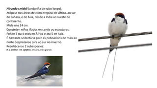 Hirundo smithii (anduriña de rabo longo).
Atópase nas áreas de clima tropical de África, ao sur
do Sahara, e de Asia, desde a India ao sueste do
continente.
Mide uns 14 cm.
Constrúen niños illados en cantís ou estruturas.
Poñen 3 ou 4 ovos en África e ata 5 en Asia.
É bastante sedentaria pero as poboacións de máis ao
norte desprázanse cara ao sur no inverno.
Recoñécense 2 subespecies:
H. s. smithii e H. s filifera, africana, máis grande.
 