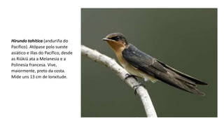 Hirundo tahitica (anduriña do
Pacífico). Atópase polo sueste
asiático e illas do Pacífico, desde
as Riūkiū ata a Melanesia e a
Polinesia francesa. Vive,
maiormente, preto da costa.​
Mide uns 13 cm de lonxitude.
 