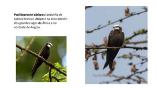 Psalidoprocne albiceps (anduriña de
cabeza branca). Atópase na área arredor
dos grandes lagos de África e no
nordeste de Angola.
 