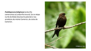Psalidoprocne fuliginosa (anduriña
camerunesa ou anduriña escura). So se atopa
na illa de Bioko (Guinea Ecuatorial) e nos
arredores do monte Camerún, da costa do
Camerún.
 