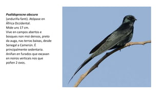 Psalidoprocne obscura
(anduriña fanti). Atópase en
África Occidental.
Mide uns 17 cm.
Vive en campos abertos e
bosques non moi densos, preto
da auga, nas terras baixas, desde
Senegal a Camerún. É
principalmente sedentaria.
Aniñan en furados que excavan
en noiros verticais nos que
poñen 2 ovos.
 