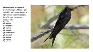 Psalidoprocne pristoptera
(anduriña negra). Atópase por
toda África ao sur do Sahara, a
non ser nas áreas máis secas.
Recoñécense numerosas
subespecies:
P. p. petiti,
P. p. chalybea,
P. p. pristoptera,
P. p. blanfordi,
P. p. antinorii,
P. p. oleaginea,
P. p. mangbettorum,
P. p. ruwenzori,
P. p. reichenowi,
P. p. massaica,
P. p. orientalis,
P. p. holomelas
 