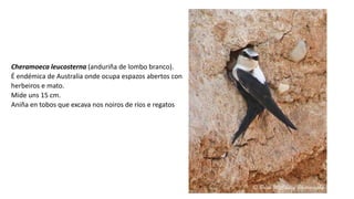 Cheramoeca leucosterna (anduriña de lombo branco).
É endémica de Australia onde ocupa espazos abertos con
herbeiros e mato.
Mide uns 15 cm.
​Aniña en tobos que excava nos noiros de ríos e regatos
 