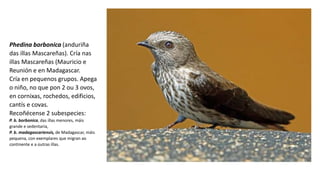 Phedina borbonica (anduriña
das illas Mascareñas). Cría nas
illas Mascareñas (Mauricio e
Reunión e en Madagascar.
Cría en pequenos grupos. Apega
o niño, no que pon 2 ou 3 ovos,
en cornixas, rochedos, edificios,
cantís e covas.
Recoñécense 2 subespecies:
P. b. borbonica, das illas menores, máis
grande e sedentaria,
P. b. madagascariensis, de Madagascar, máis
pequena, con exemplares que migran ao
continente e a outras illas.
 
