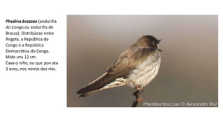 Phedina brazzae (anduriña
do Congo ou anduriña de
Brazza). Distribúese entre
Angola, a República do
Congo e a República
Democrática do Congo.
Mide uns 12 cm.
Cava o niño, no que pon ata
3 ovos, nos noiros dos ríos.
 