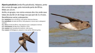 Riparia paludicola (anduriña paludícola). Atópase, preto
dos cursos de auga, pola meirande parte de África.
Mide uns 12 cm.
Aniña, en grupos, nos noiros areosos dos ríos onde cava
tobos de ata 60 cm de longo nos que pon de 2 a 4 ovos.
Recoñécense varias subespecies:
R. p. paludicola, do sur de África, coas partes inferiores blancas.
R. p. paludibula, do oeste de África, máis pequeno e escuro que a subespecie
nominal.
R. p. ducis, do leste de África, máis pequeno que a subespecie nominal.
R. p. mauretanica, de Marrocos. Pequeno e claro.
R. p. newtoni, das montañas de Camerún, máis escuro.
R. p. cowani, de Madagascar, pequeno e coas partes inferiores grises.
 