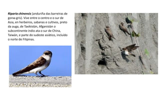 Riparia chinensis (anduriña das barreiras de
gorxa gris). Vive entre o centro e o sur de
Asia, en herbeiros, sabanas e cultivos, preto
da auga, de Taxikistán, Afganistán o
subcontinente indio ata o sur de China,
Taiwán, e parte do sudeste asiático, incluído
o norte de Filipinas.​
 