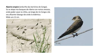 Riparia congica (anduriña das barreiras do Congo).
So se atopa nos bosques de ribeira con noiros areosos,
onde poder cavar os niños, ao longo do río Congo e do
seu afluente Ubangui de onde é endémica.
Mide uns 11 cm.
 