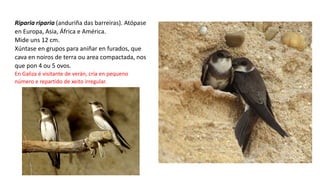 Riparia riparia (anduriña das barreiras). Atópase
en Europa, Asia, África e América.
Mide uns 12 cm.
Xúntase en grupos para aniñar en furados, que
cava en noiros de terra ou area compactada, nos
que pon 4 ou 5 ovos.
En Galiza é visitante de verán, cría en pequeno
número e repartido de xeito irregular.
 