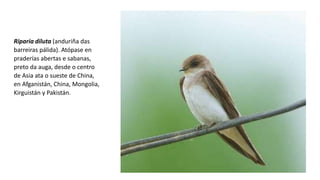 Riparia diluta (anduriña das
barreiras pálida). Atópase en
praderías abertas e sabanas,
preto da auga, desde o centro
de Asia ata o sueste de China,
en Afganistán, China, Mongolia,
Kirguistán y Pakistán.
 