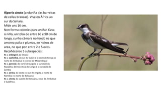 Riparia cincta (anduriña das barreiras
de cellas brancas). Vive en África ao
sur do Sahara.
Mide uns 16 cm.
Non forma colonias para aniñar. Cava
o niño, un tobo de entre 60 e 90 cm de
longo, cunha cámara no fondo na que
amorea palla e plumas, en noiros de
area, no que pon entre 2 e 5 ovos.
Recoñécense 5 subespecies:
N. c. erlangeri, de Etiopía
N. c. suahelica, do sur do Sudán e o oeste de Kenya ao
norte de Zimbabue e o oeste de Mozambique
N. c. parvula, do norte de Angola, o suroeste da
República Democrática do Congo e o noroeste de
Zambia
N. c. xerica, do oeste e o sur de Angola, o norte de
Namibia e o norte de Botsuana
N. c. cincta, do sueste de Botsuana, o sur de Zimbabue
e Sudáfrica.
 
