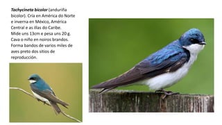 Tachycineta bicolor (anduriña
bicolor). Cría en América do Norte
e inverna en México, América
Central e as illas do Caribe.
Mide uns 13cm e pesa uns 20 g.
Cava o niño en noiros brandos.
Forma bandos de varios miles de
aves preto dos sitios de
reproducción.
 