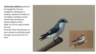 Tachycineta albilinea (anduriña
de mangleiro). Vive nos
mangleiros subtropicais e
tropicais, pasteiros húmidos ou
inundados, humidais e zonas
intermareais de América
Central, México e Perú.
Mide uns 13 cm e pesa arredor
de 14 g.
Constrúe niños voluminosos, en
ocos naturais ou artificiais preto
da auga, nos que pon de 3 a 5
ovos.
 