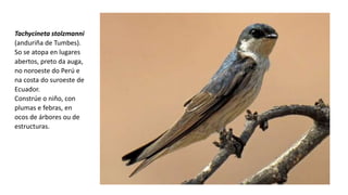 Tachycineta stolzmanni
(anduriña de Tumbes).
So se atopa en lugares
abertos, preto da auga,
no noroeste do Perú e
na costa do suroeste de
Ecuador.​
Constrúe o niño, con
plumas e febras, en
ocos de árbores ou de
estructuras.
 