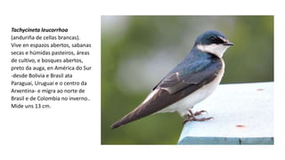 Tachycineta leucorrhoa
(anduriña de cellas brancas).
Vive en espazos abertos, sabanas
secas e húmidas pasteiros, áreas
de cultivo, e bosques abertos,
preto da auga, en América do Sur
-desde Bolivia e Brasil ata
Paraguai, Uruguai e o centro da
Arxentina- e migra ao norte de
Brasil e de Colombia no inverno..
Mide uns 13 cm.
 