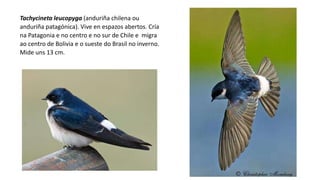 Tachycineta leucopyga (anduriña chilena ou
anduriña patagónica). Vive en espazos abertos. Cría
na Patagonia e no centro e no sur de Chile e migra
ao centro de Bolivia e o sueste do Brasil no inverno.
Mide uns 13 cm.
 