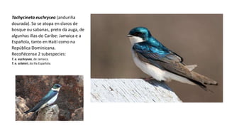 Tachycineta euchrysea (anduriña
dourada). So se atopa en claros de
bosque ou sabanas, preto da auga, de
algunhas illas do Caribe: Jamaica e a
Española, tanto en Haití como na
República Dominicana.
Recoñécense 2 subespecies:
T. e. euchrysea, de Jamaica.
T. e. sclateri, da illa Española.
 