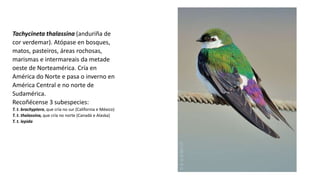 Tachycineta thalassina (anduriña de
cor verdemar). Atópase en bosques,
matos, pasteiros, áreas rochosas,
marismas e intermareais da metade
oeste de Norteamérica. Cría en
América do Norte e pasa o inverno en
América Central e no norte de
Sudamérica.
Recoñécense 3 subespecies:
T. t. brachyptera, que cría no sur (California e México)
T. t. thalassina, que cría no norte (Canadá e Alaska)
T. t. lepida
 