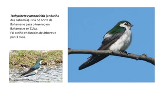 Tachycineta cyaneoviridis (anduriña
das Bahamas). Cría no norte de
Bahamas e pasa o inverno en
Bahamas e en Cuba.
Fai o niño en furados de árbores e
pon 3 ovos.
 
