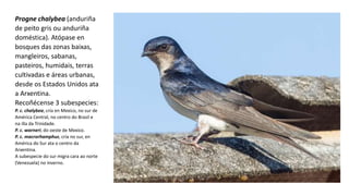 Progne chalybea (anduriña
de peito gris​ ou anduriña
doméstica). Atópase en
bosques das zonas baixas,
mangleiros, sabanas,
pasteiros, humidais, terras
cultivadas e áreas urbanas,
desde os Estados Unidos ata
a Arxentina.
Recoñécense 3 subespecies:
P. c. chalybea, cría en Mexico, no sur de
América Central, no centro do Brasil e
na illa da Trinidade.
P. c. warneri, do oeste de Mexico.
P. c. macrorhamphus, cría no sur, en
América do Sur ata o centro da
Arxentina.
A subespecie do sur migra cara ao norte
(Venezuela) no inverno.
 