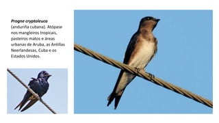 Progne cryptoleuca
(anduriña cubana). Atópase
nos mangleiros tropicais,
pasteiros matos e áreas
urbanas de Aruba, as Antillas
Neerlandesas, Cuba e os
Estados Unidos.
 