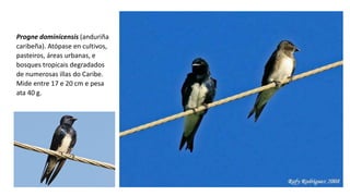 Progne dominicensis (anduriña
caribeña). Atópase en cultivos,
pasteiros, áreas urbanas, e
bosques tropicais degradados
de numerosas illas do Caribe.
Mide entre 17 e 20 cm e pesa
ata 40 g.
 
