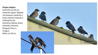 Progne elegans
(anduriña sureña ou
anduriña negra). Atópase
nos bosques, pasteiros e
áreas urbanas tropicais e
subtropicais de
Arxentina, Bolivia, Brasil,
Colombia, Panamá,
Paraguai, Perú, e
Uruguai.
Mide uns 20 cm.
 