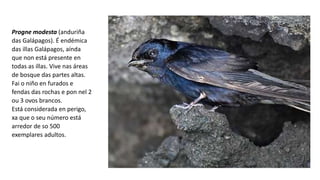 Progne modesta (anduriña
das Galápagos). É endémica
das illas Galápagos, aínda
que non está presente en
todas as illas. Vive nas áreas
de bosque das partes altas.
Fai o niño en furados e
fendas das rochas e pon nel 2
ou 3 ovos brancos.
Está considerada en perigo,
xa que o seu número está
arredor de so 500
exemplares adultos.
 
